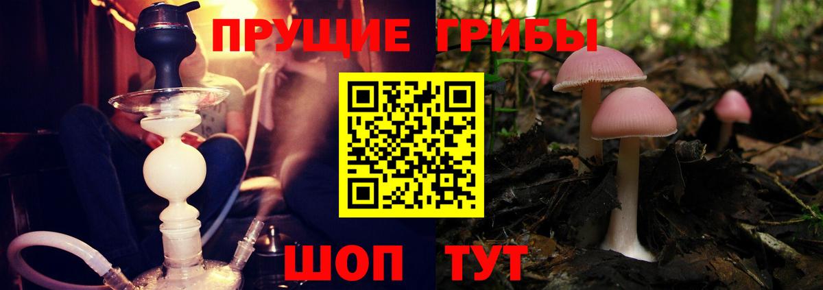 где купить наркоту  Ачинск  Псилоцибиновые грибы Psilocybe 